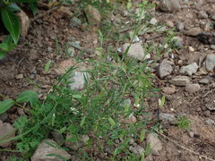 Vicia tetrasperma