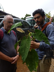 Anthurium oblongocordatum
