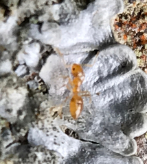 Plagiolepis alluaudi