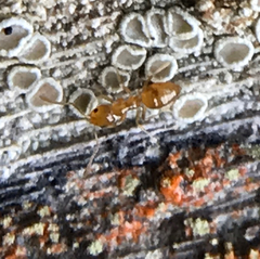 Plagiolepis alluaudi