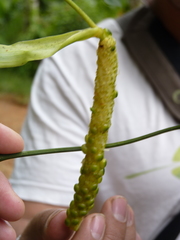 Anthurium oblongocordatum