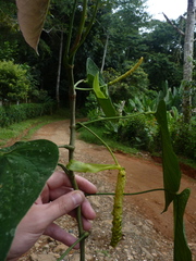 Anthurium oblongocordatum