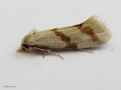 Aethes beatricella
