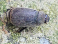 Phyllophaga crenulata