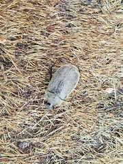 Phyllophaga crenulata