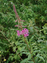 Chamaenerion angustifolium