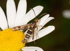 Chamaesphecia empiformis