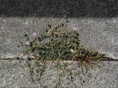 Spergularia rubra