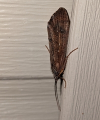 Ptilostomis ocellifera