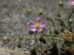 Spergularia rubra