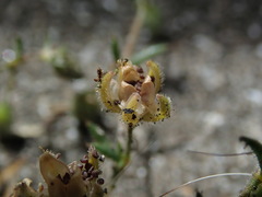 Spergularia rubra