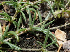 Spergularia rubra