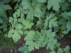 Heracleum sphondylium sphondylium