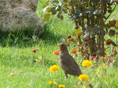 Turdus chiguanco