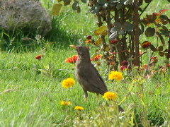 Turdus chiguanco