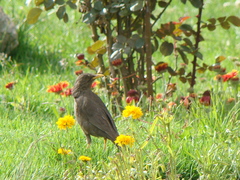 Turdus chiguanco