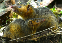 Monodelphis dimidiata