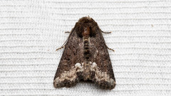 Oligia strigilis