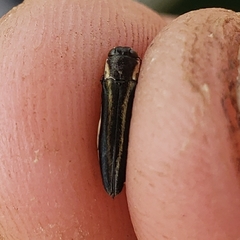Agrilus bilineatus