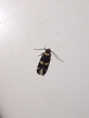 Oegoconia deauratella