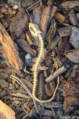 Aneides lugubris
