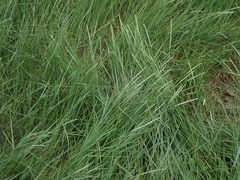 Elymus athericus