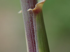 Elymus athericus