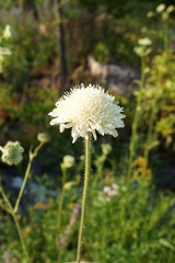Knautia involucrata