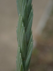 Elymus athericus