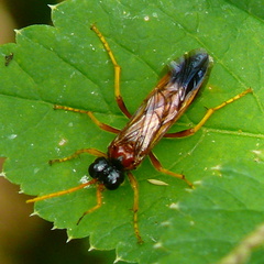 Tenthredo campestris