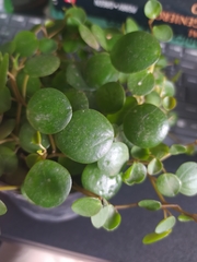 Peperomia prostrata