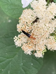 Strangalia bicolor