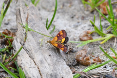Pyrausta orphisalis