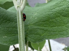 Asphaera abdominalis