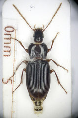 Pedius longicollis