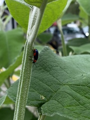Asphaera abdominalis