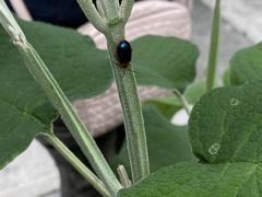 Asphaera abdominalis