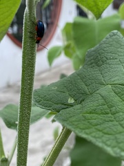 Asphaera abdominalis