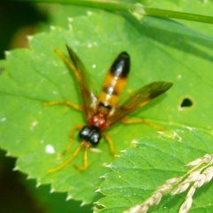 Tenthredo campestris