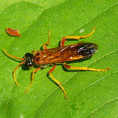 Tenthredo campestris