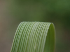 Elymus athericus