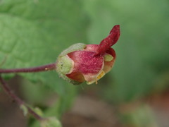 Scrophularia scorodonia