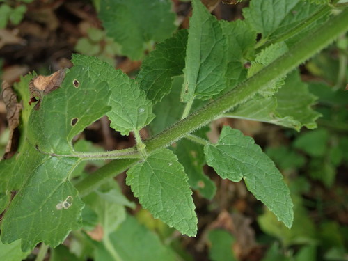 Balm-leaved Figwort