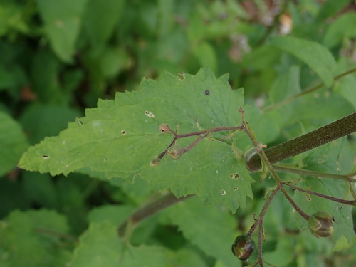 Balm-leaved Figwort