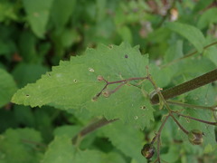 Scrophularia scorodonia
