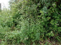 Scrophularia scorodonia