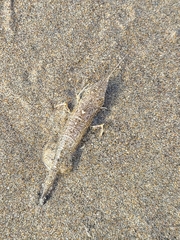 Crangonidae