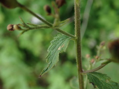 Scrophularia scorodonia
