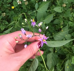 Solanum dulcamara