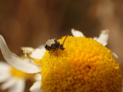Bruchidius marginalis